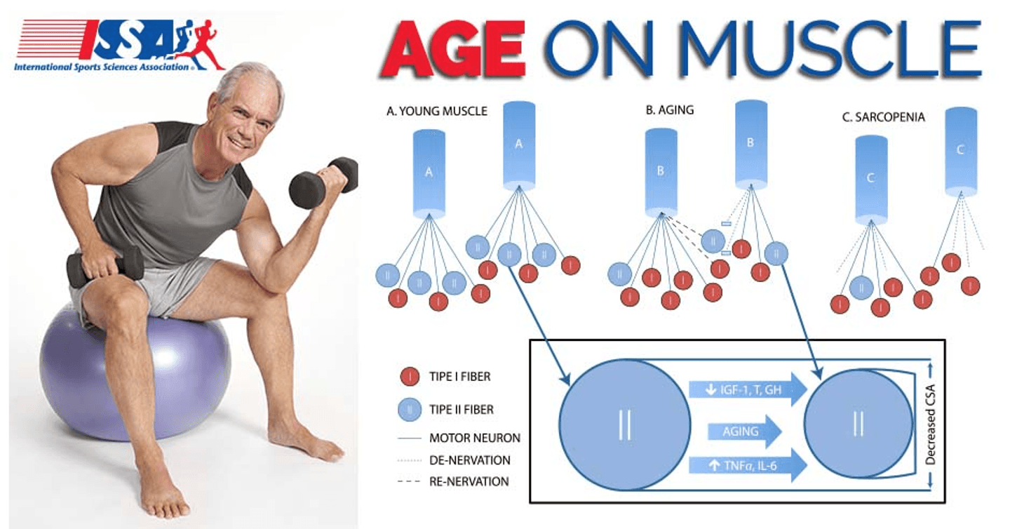 ISSA, International Sports Sciences Association, Certified Personal Trainer, ISSAonline, Senior Fitness, Age on Muscles:  Fighting Sarcopenia